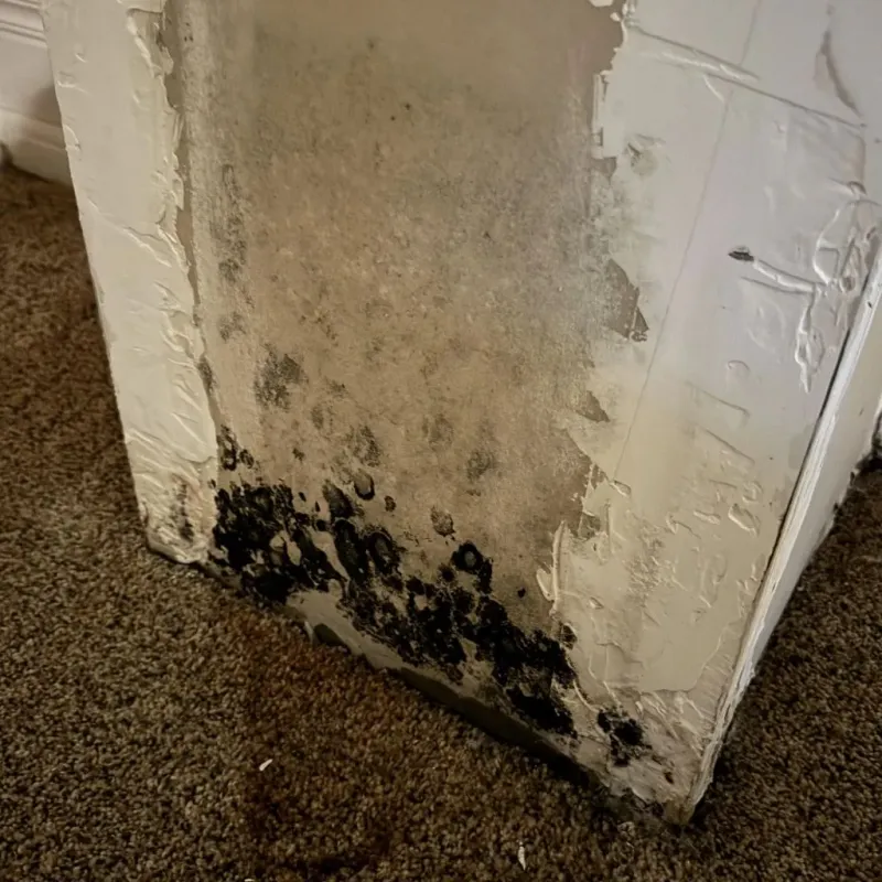 Professional Mold Removal in Forsyth, GA